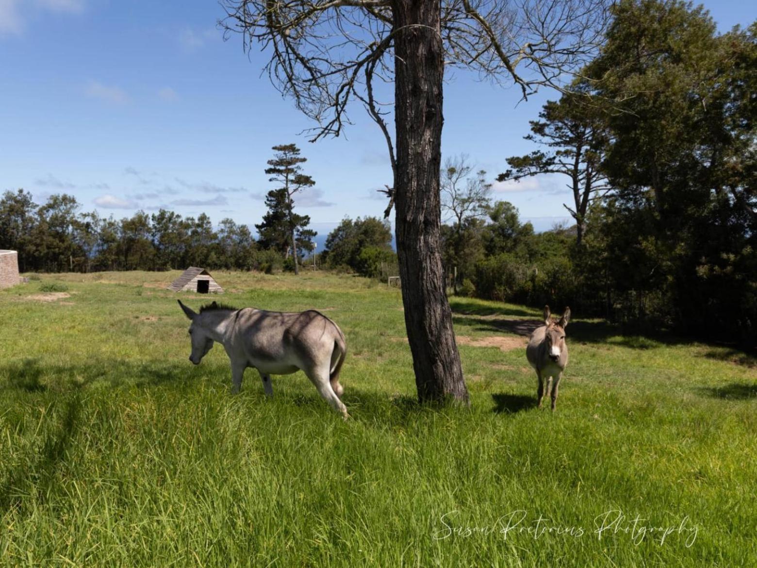 Dunkes Organic Equestrian Estate Apartment Джордж Екстериор снимка